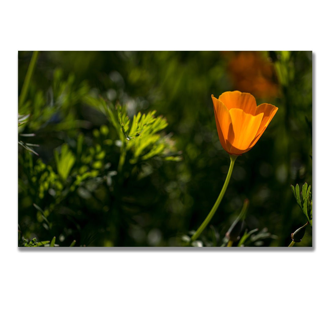 tablou canvas ; tablou pe panza ;tablou personalizat ;tablou abstract ;tablou natura